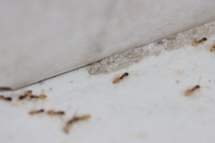 Tapinoma melanocephalum