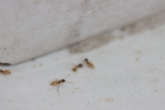 Tapinoma melanocephalum