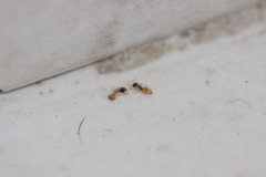 Tapinoma melanocephalum