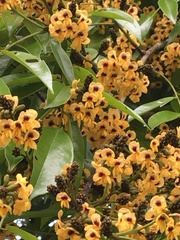 Pterocarpus violaceus