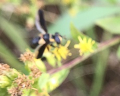 Trichopoda plumipes