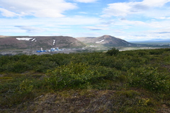 Alnus alnobetula fruticosa