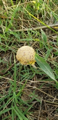 Fuligo septica