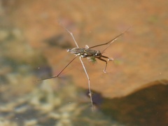 Limnogonus luctuosus