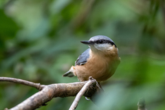 Sitta europaea caesia