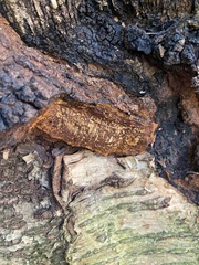 Inonotus