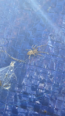 Anyphaena
