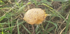 Fuligo septica
