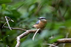 Sitta europaea caesia