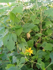 Tithonia
