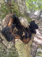 Inonotus