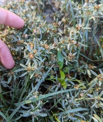 Gnaphalium uliginosum