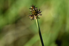 Carex illota