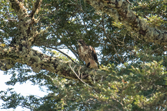 Buteo ventralis