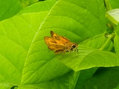 Pardaleodes edipus