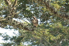 Buteo ventralis