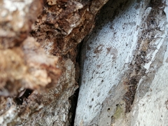 Trigona fulviventris