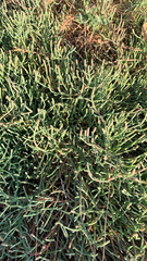 Salicornia pacifica