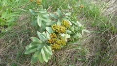 Hylotelephium maximum