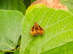 Pardaleodes edipus