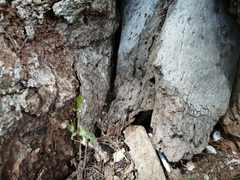 Trigona fulviventris