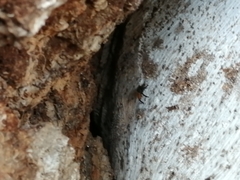 Trigona fulviventris