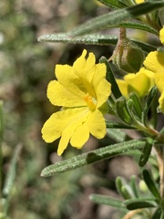 Hibbertia cistoidea