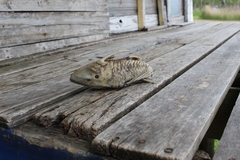 Hypostomus