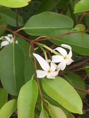 Hancornia speciosa
