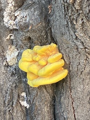 Laetiporus