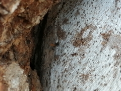 Trigona fulviventris