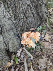 Laetiporus cincinnatus