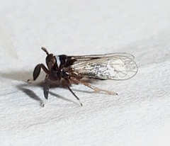 Delphacidae