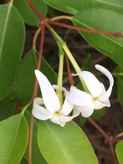 Hancornia speciosa