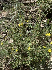 Hibbertia cistoidea