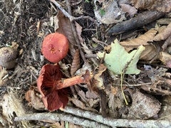 Cortinarius sanguineus