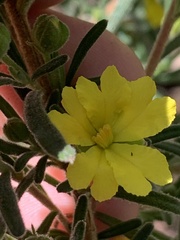 Hibbertia cistoidea