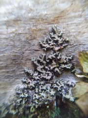 Phaeophyscia rubropulchra