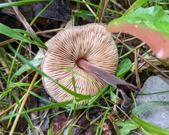 Macrocystidia cucumis