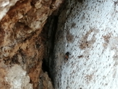 Trigona fulviventris