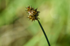 Carex illota