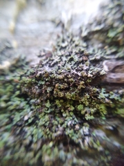 Phaeophyscia rubropulchra