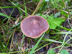 Macrocystidia cucumis