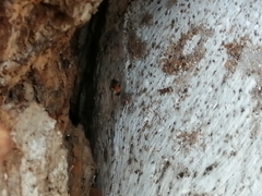 Trigona fulviventris