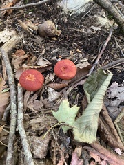 Cortinarius sanguineus