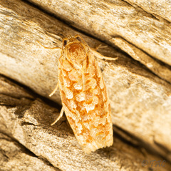 Choristoneura houstonana