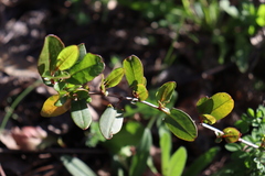 Muehlenbeckia hastulata