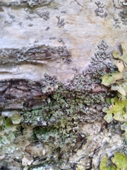 Phaeophyscia rubropulchra