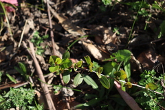 Muehlenbeckia hastulata