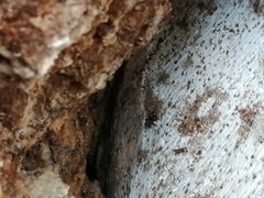 Trigona fulviventris